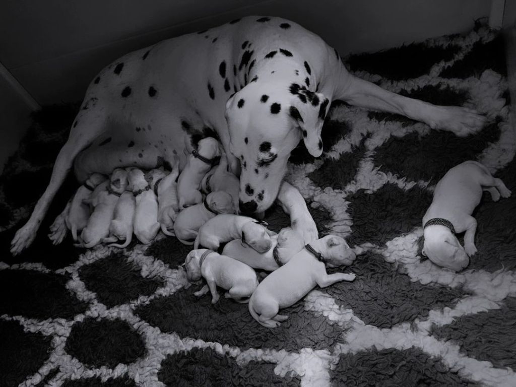 chiot Dalmatien Du Domaine Des Ophrys