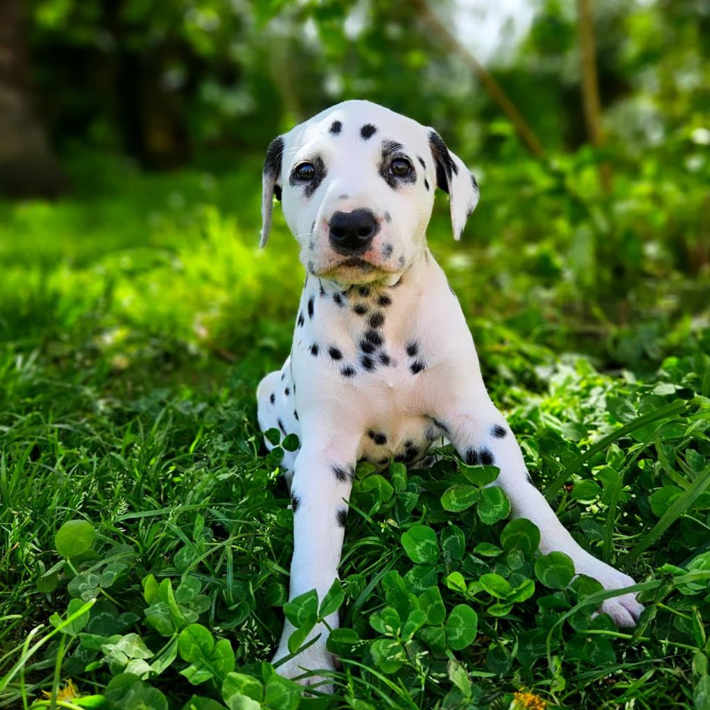 Du Domaine Des Ophrys - Chiots disponibles - Dalmatien