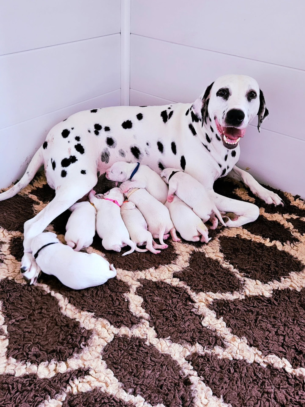 Chiot Dalmatien Du Domaine Des Ophrys