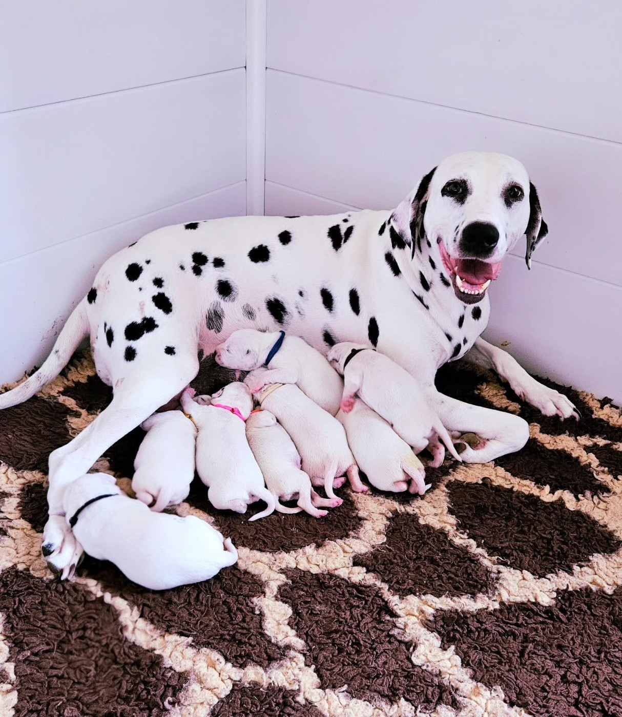 Du Domaine Des Ophrys - Chiots disponibles - Dalmatien