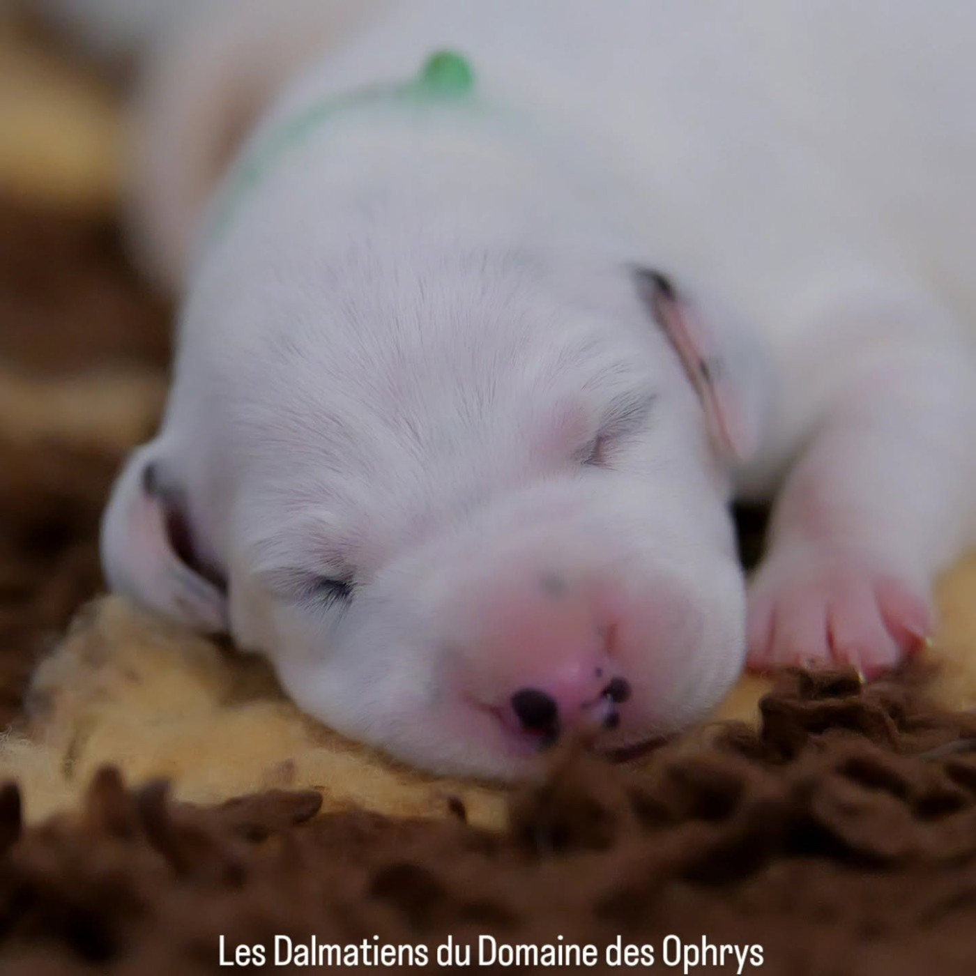 Du Domaine Des Ophrys - Chiots disponibles - Dalmatien
