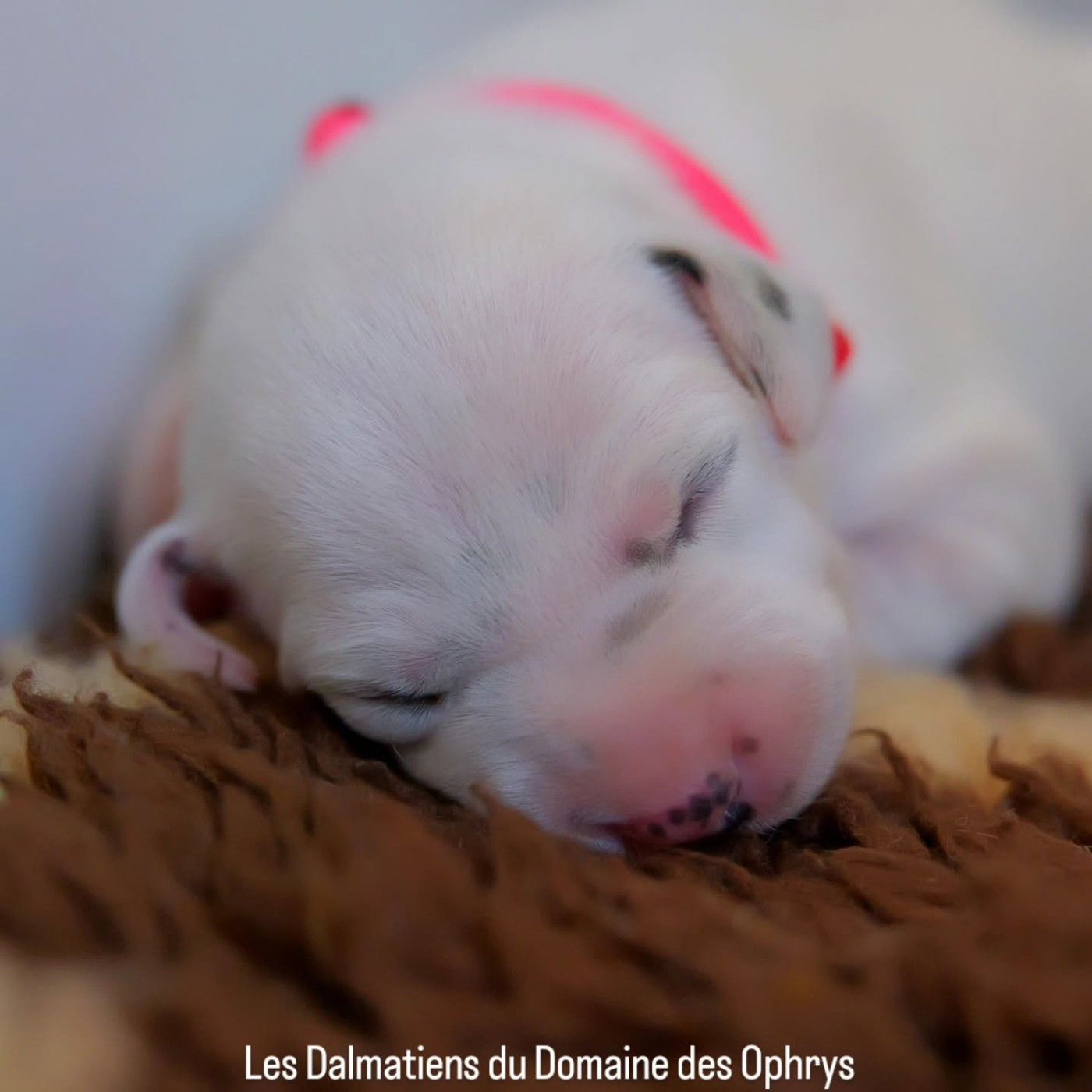 Du Domaine Des Ophrys - Chiots disponibles - Dalmatien