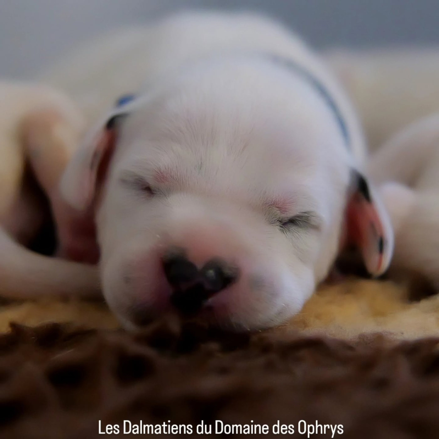 Du Domaine Des Ophrys - Chiots disponibles - Dalmatien
