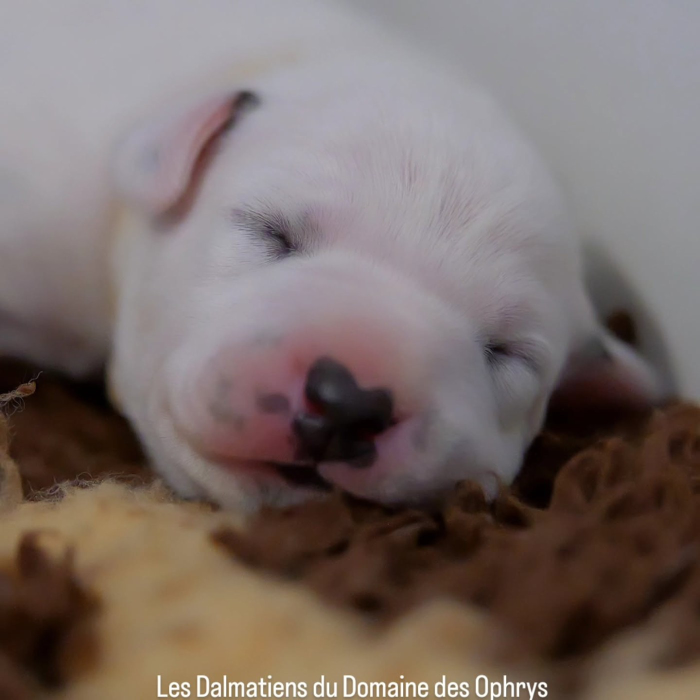 Du Domaine Des Ophrys - Chiots disponibles - Dalmatien