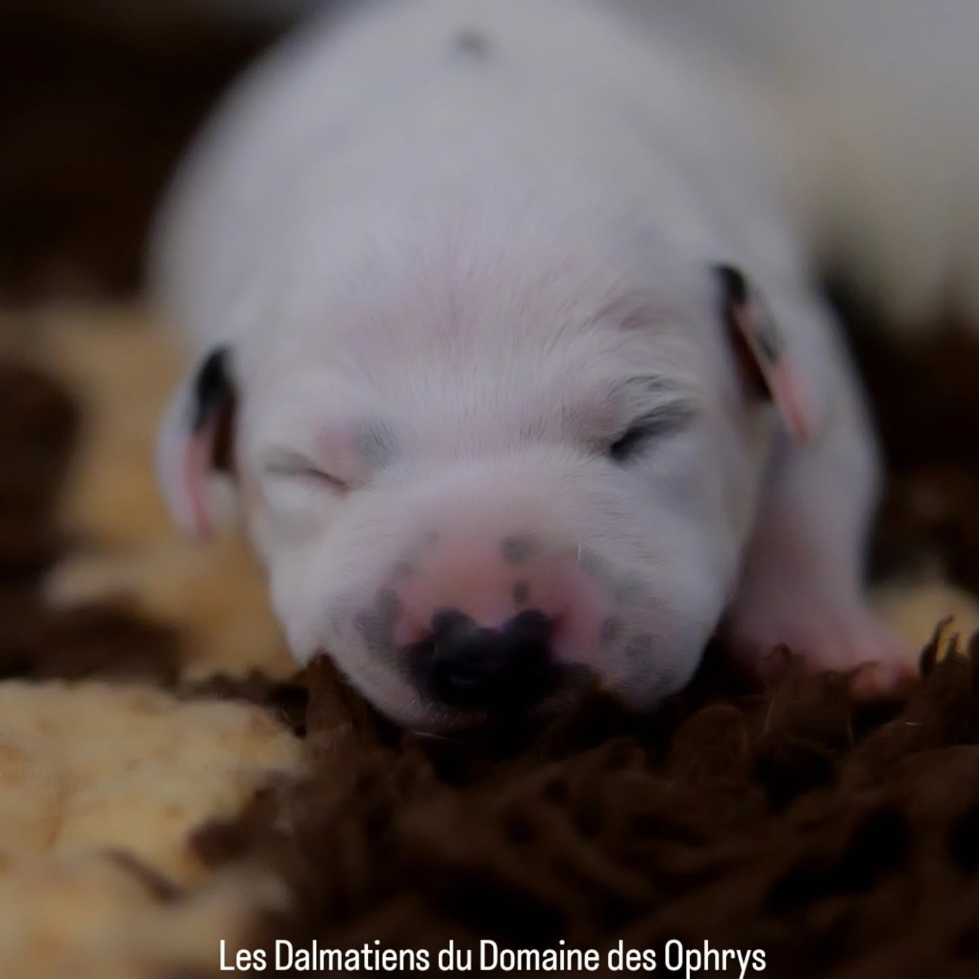 Du Domaine Des Ophrys - Chiots disponibles - Dalmatien