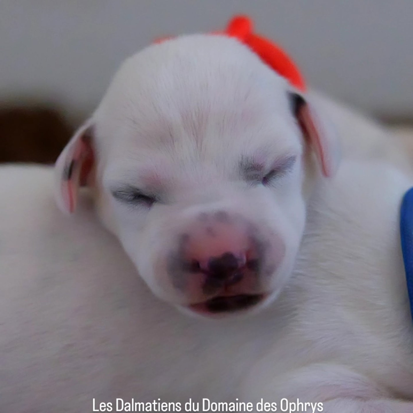 Du Domaine Des Ophrys - Chiots disponibles - Dalmatien