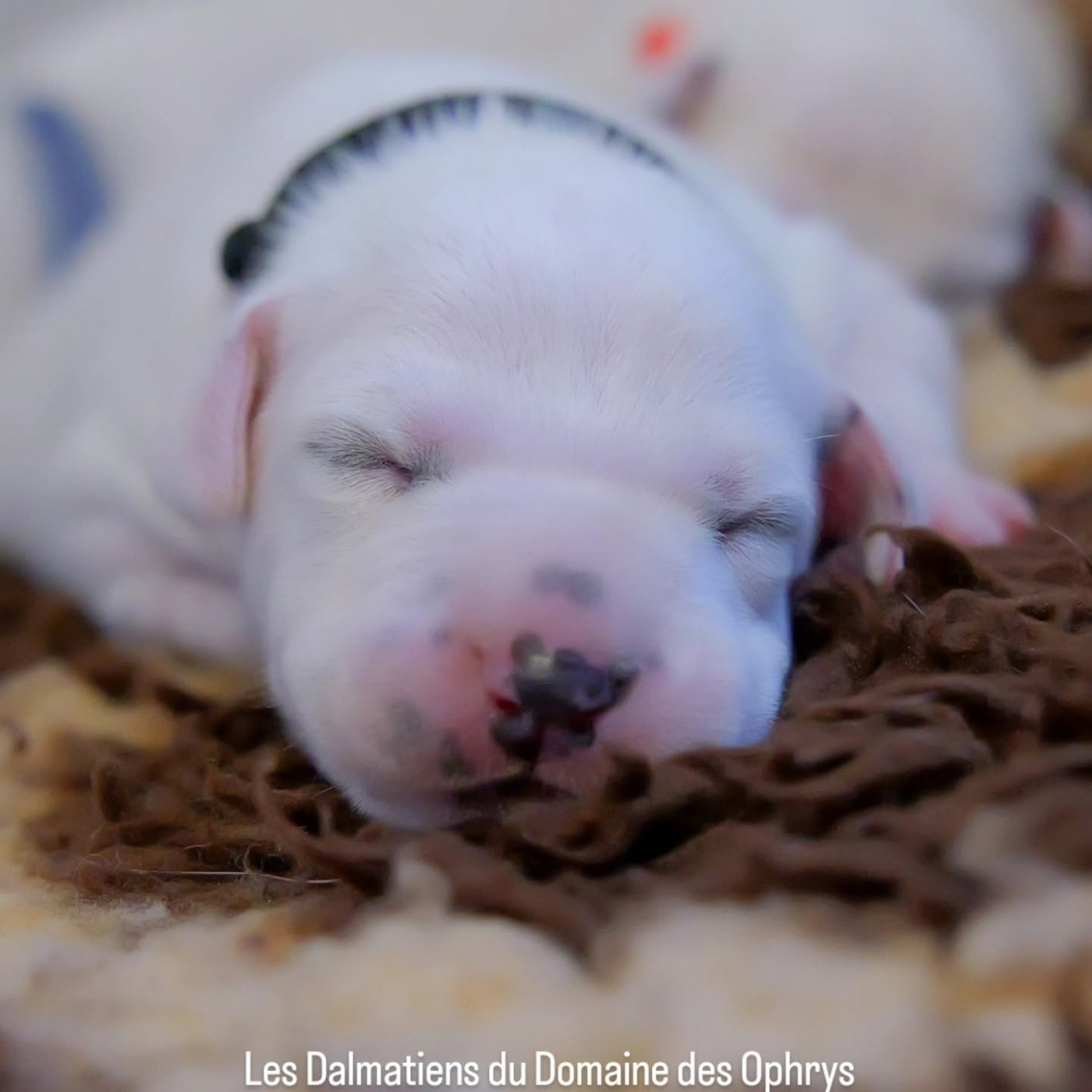 Du Domaine Des Ophrys - Chiots disponibles - Dalmatien