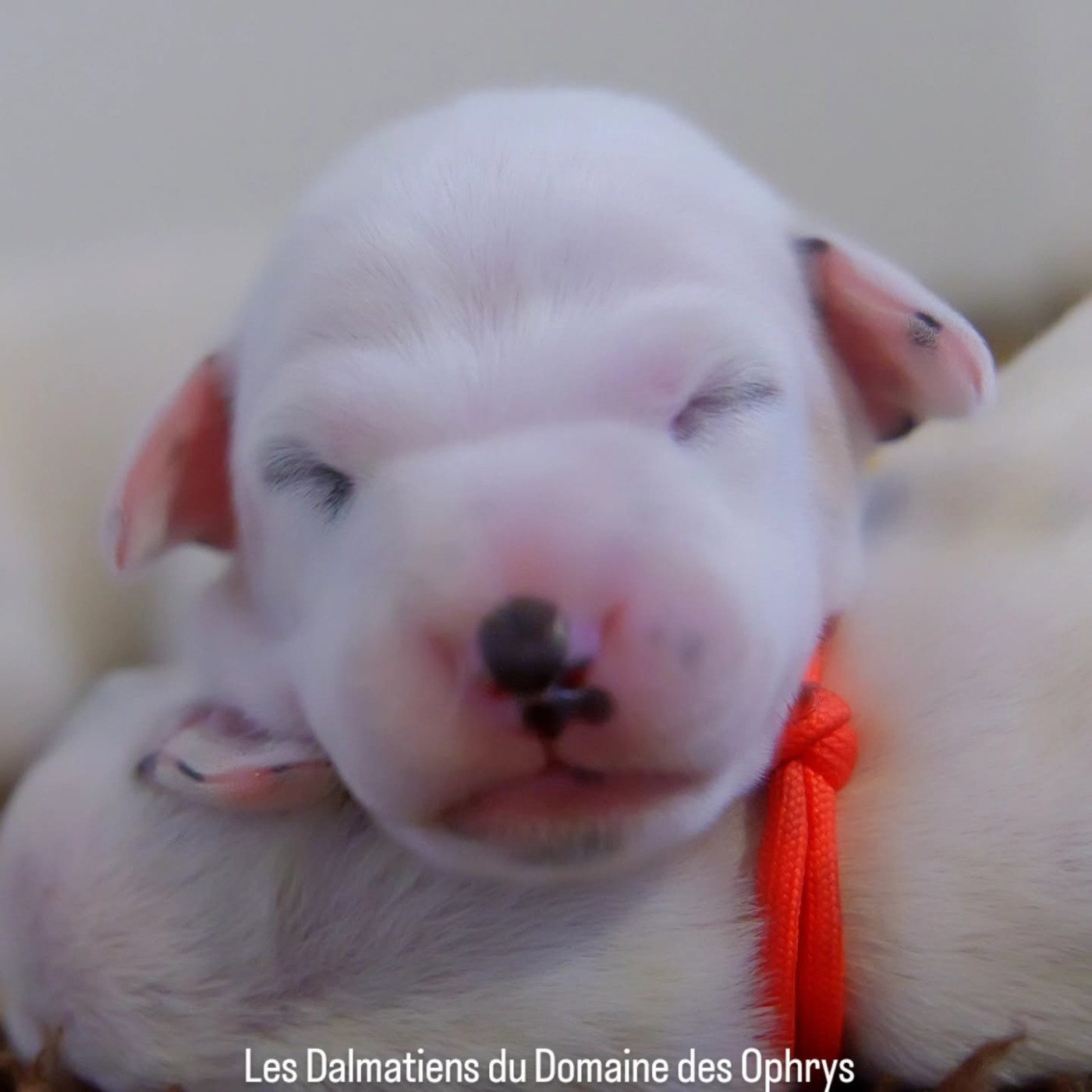 Du Domaine Des Ophrys - Chiots disponibles - Dalmatien