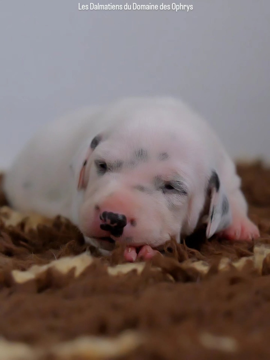 Du Domaine Des Ophrys - Chiots disponibles - Dalmatien