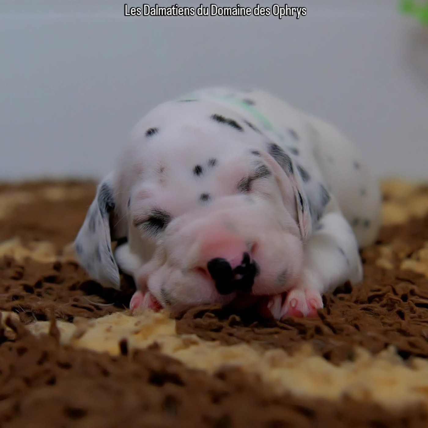 Du Domaine Des Ophrys - Chiots disponibles - Dalmatien