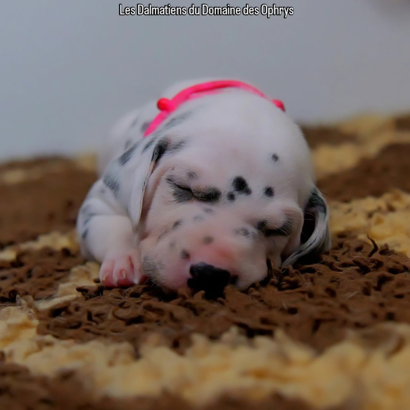 Du Domaine Des Ophrys - Chiots disponibles - Dalmatien