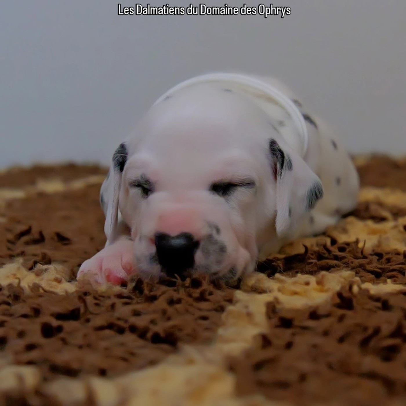 Du Domaine Des Ophrys - Chiots disponibles - Dalmatien