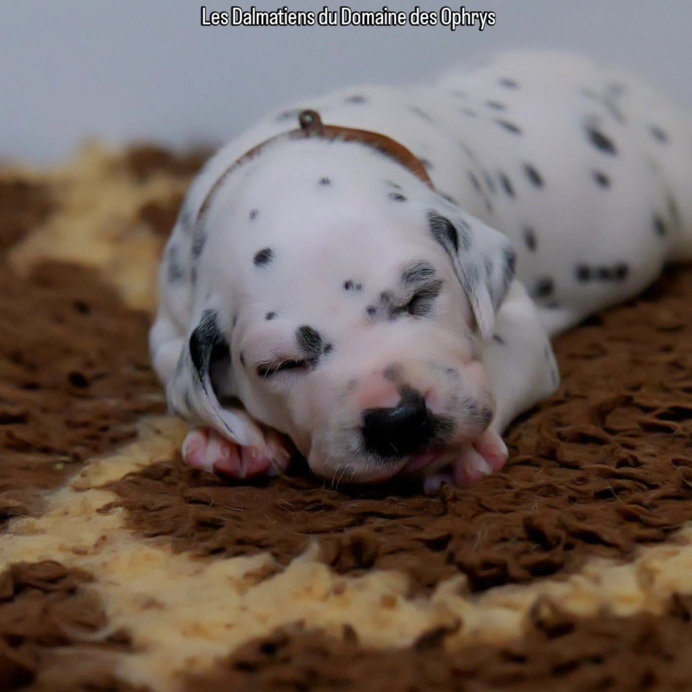 Du Domaine Des Ophrys - Chiots disponibles - Dalmatien