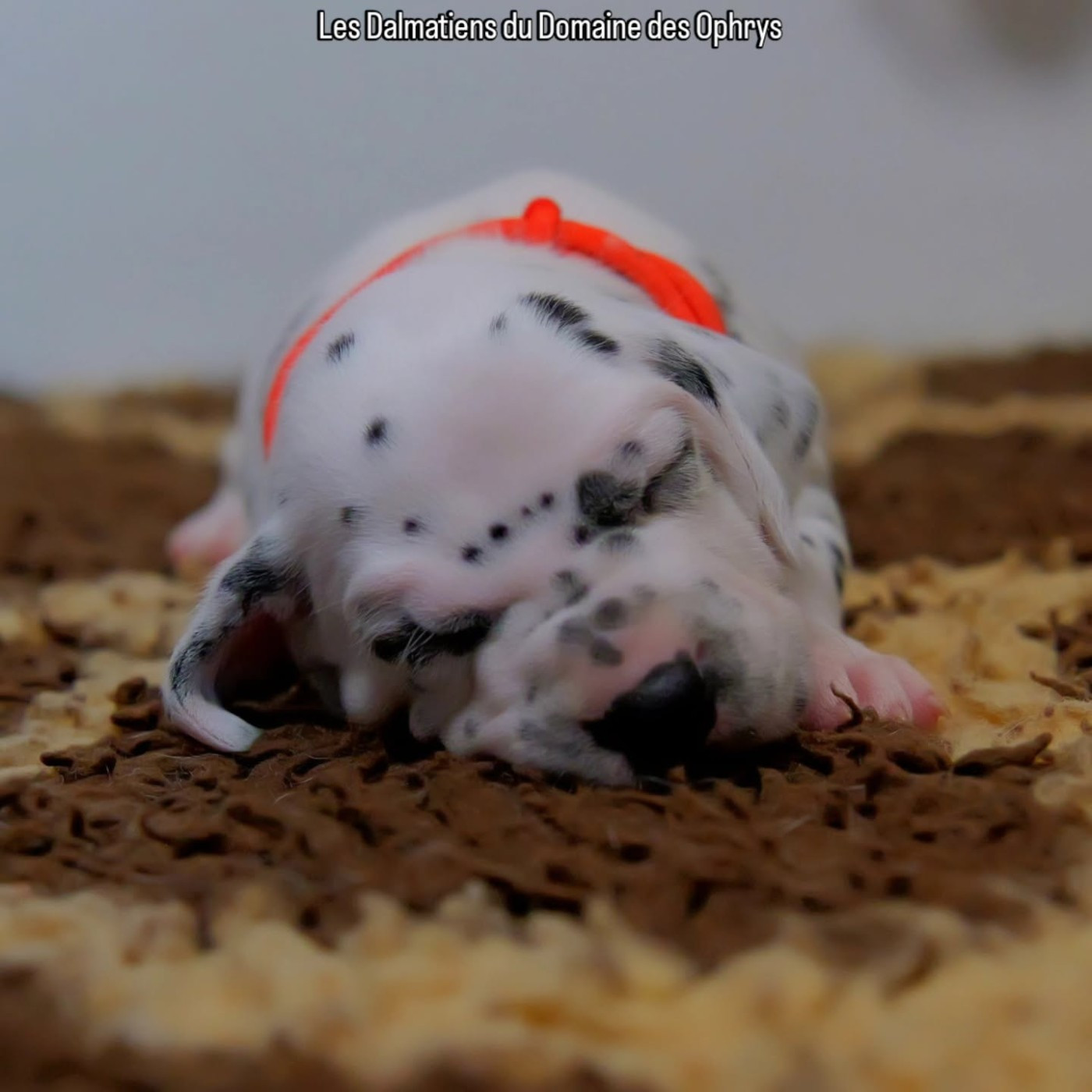 Du Domaine Des Ophrys - Chiots disponibles - Dalmatien