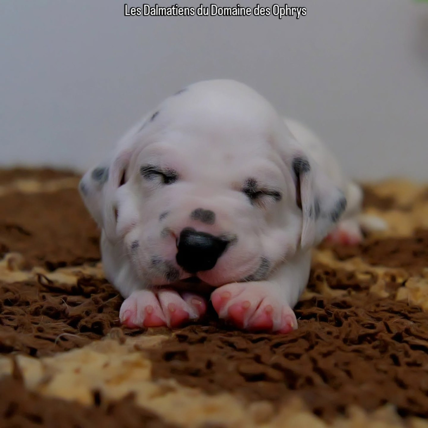 Du Domaine Des Ophrys - Chiots disponibles - Dalmatien