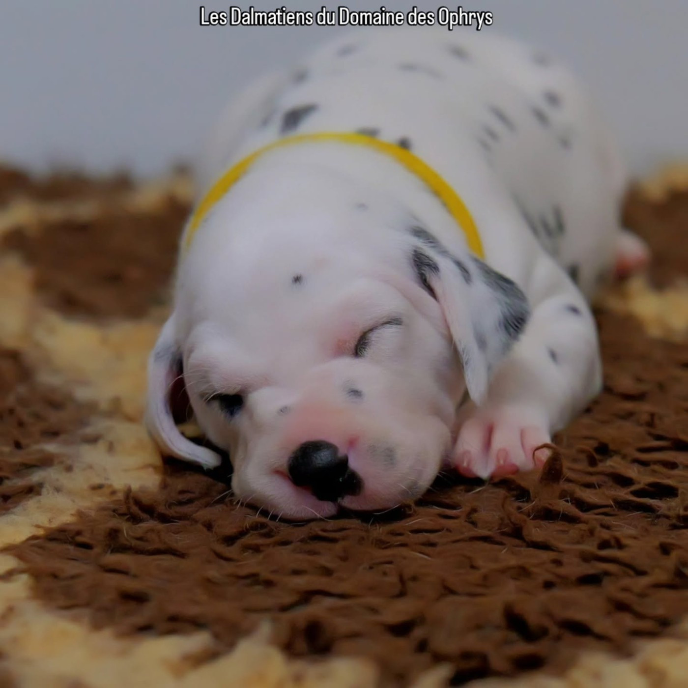 Du Domaine Des Ophrys - Chiots disponibles - Dalmatien