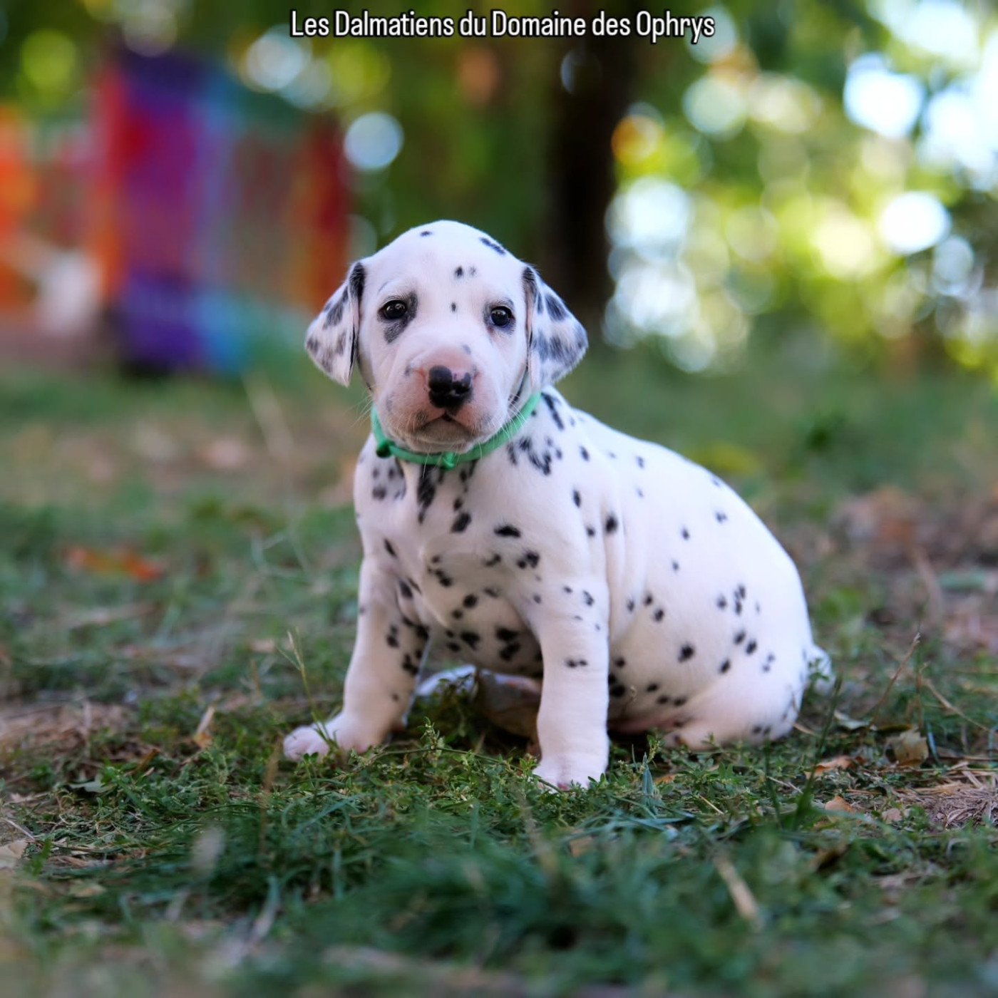 Du Domaine Des Ophrys - Chiots disponibles - Dalmatien