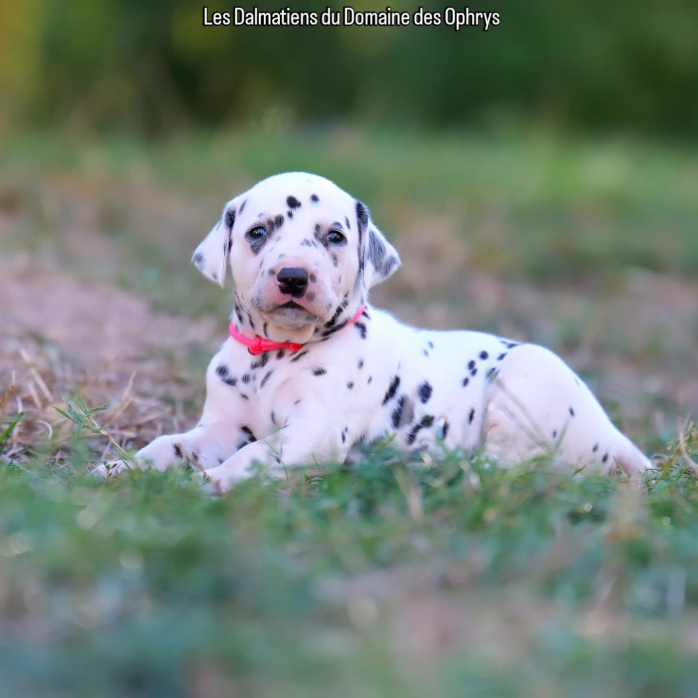 Du Domaine Des Ophrys - Chiots disponibles - Dalmatien