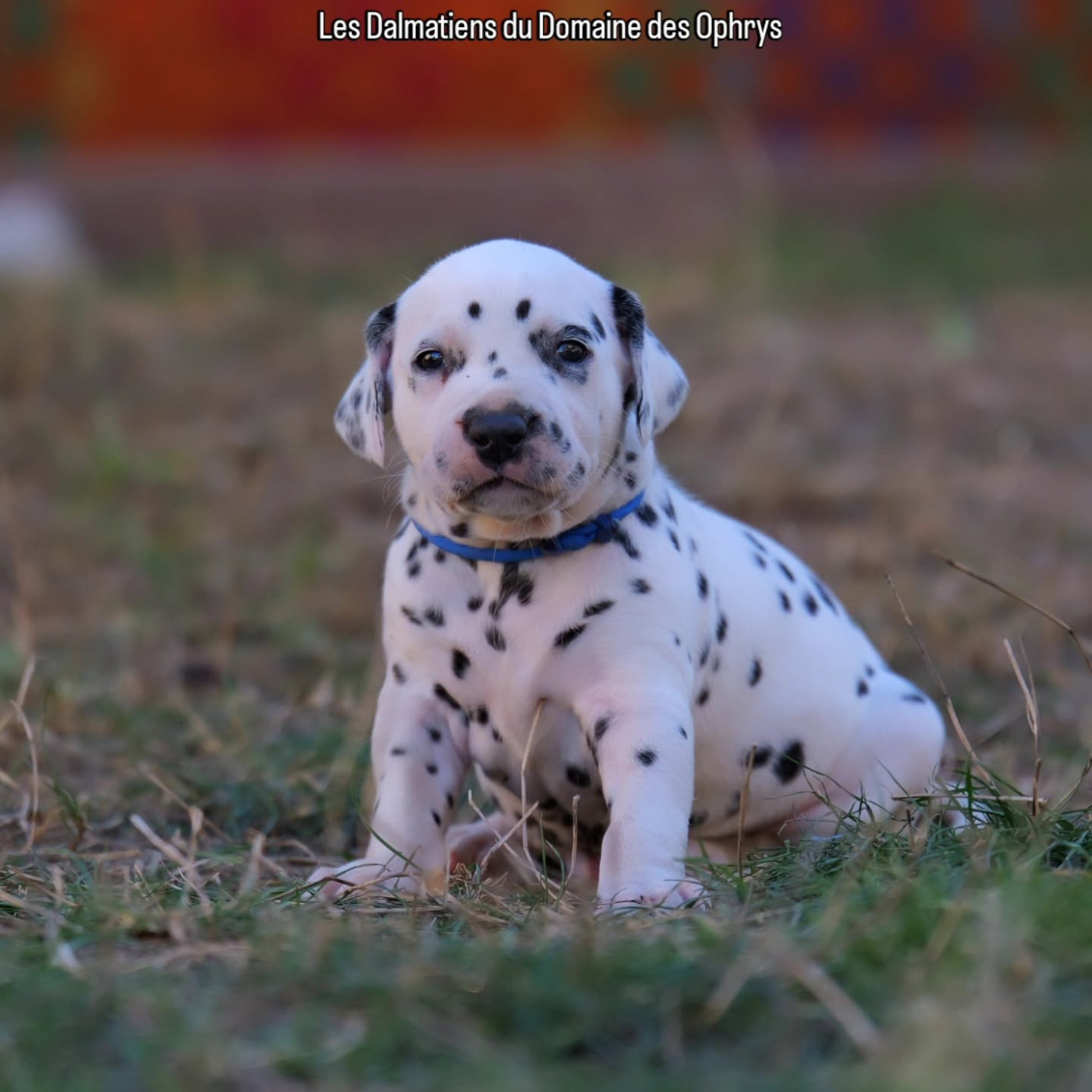 Du Domaine Des Ophrys - Chiots disponibles - Dalmatien