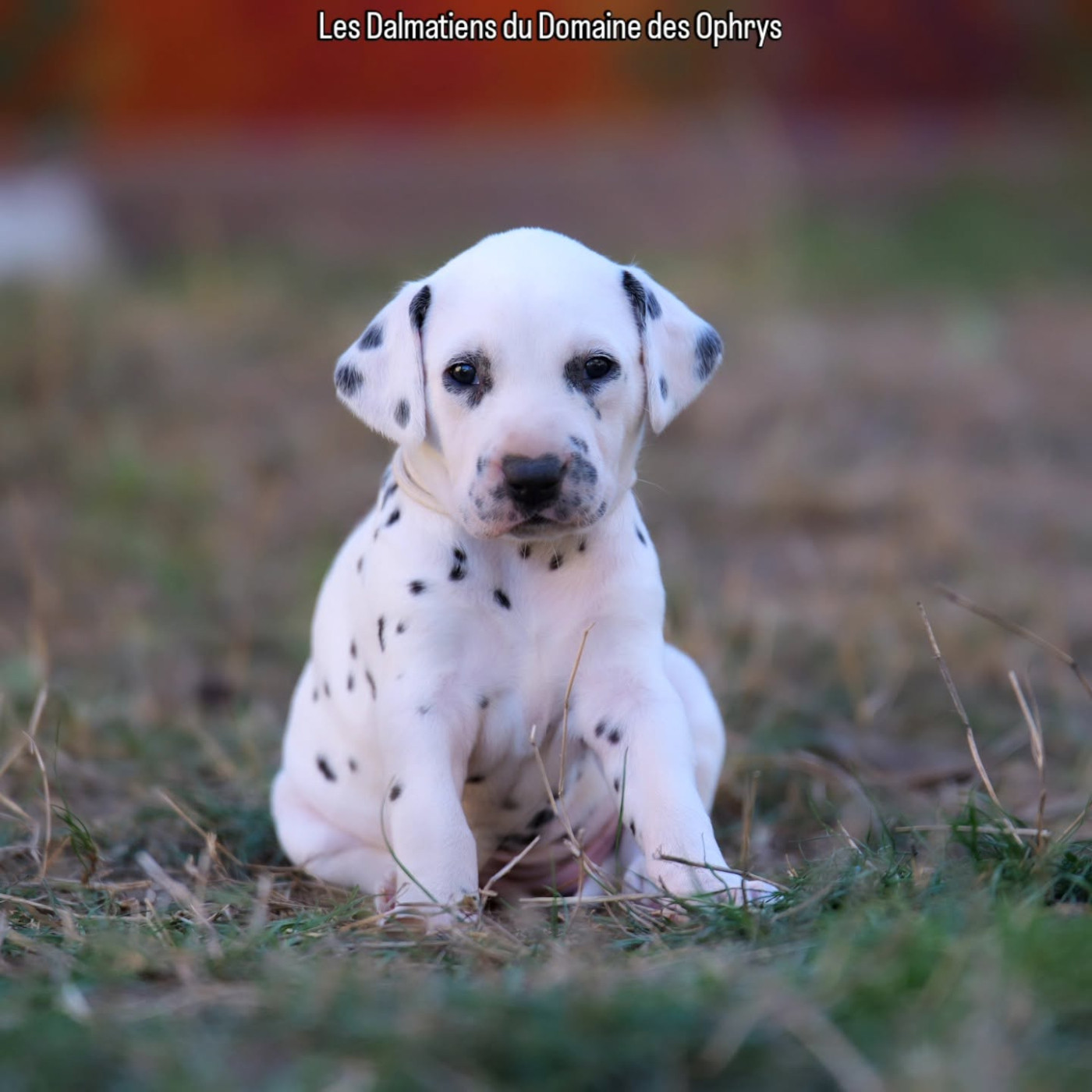 Du Domaine Des Ophrys - Chiots disponibles - Dalmatien