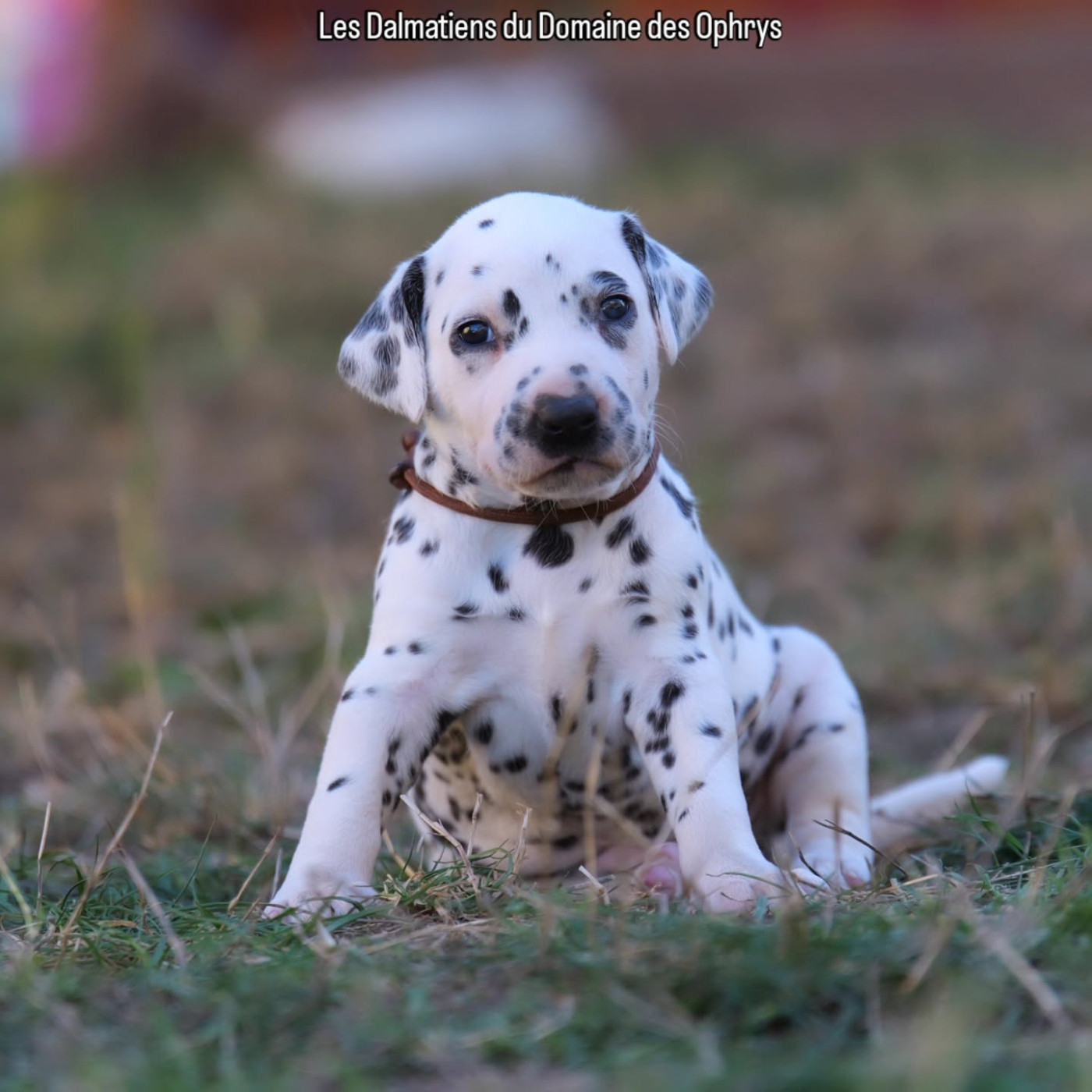 Du Domaine Des Ophrys - Chiots disponibles - Dalmatien