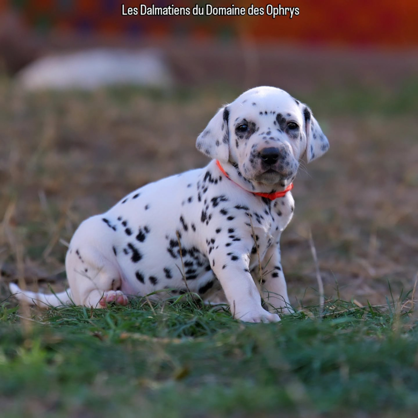 Du Domaine Des Ophrys - Chiots disponibles - Dalmatien