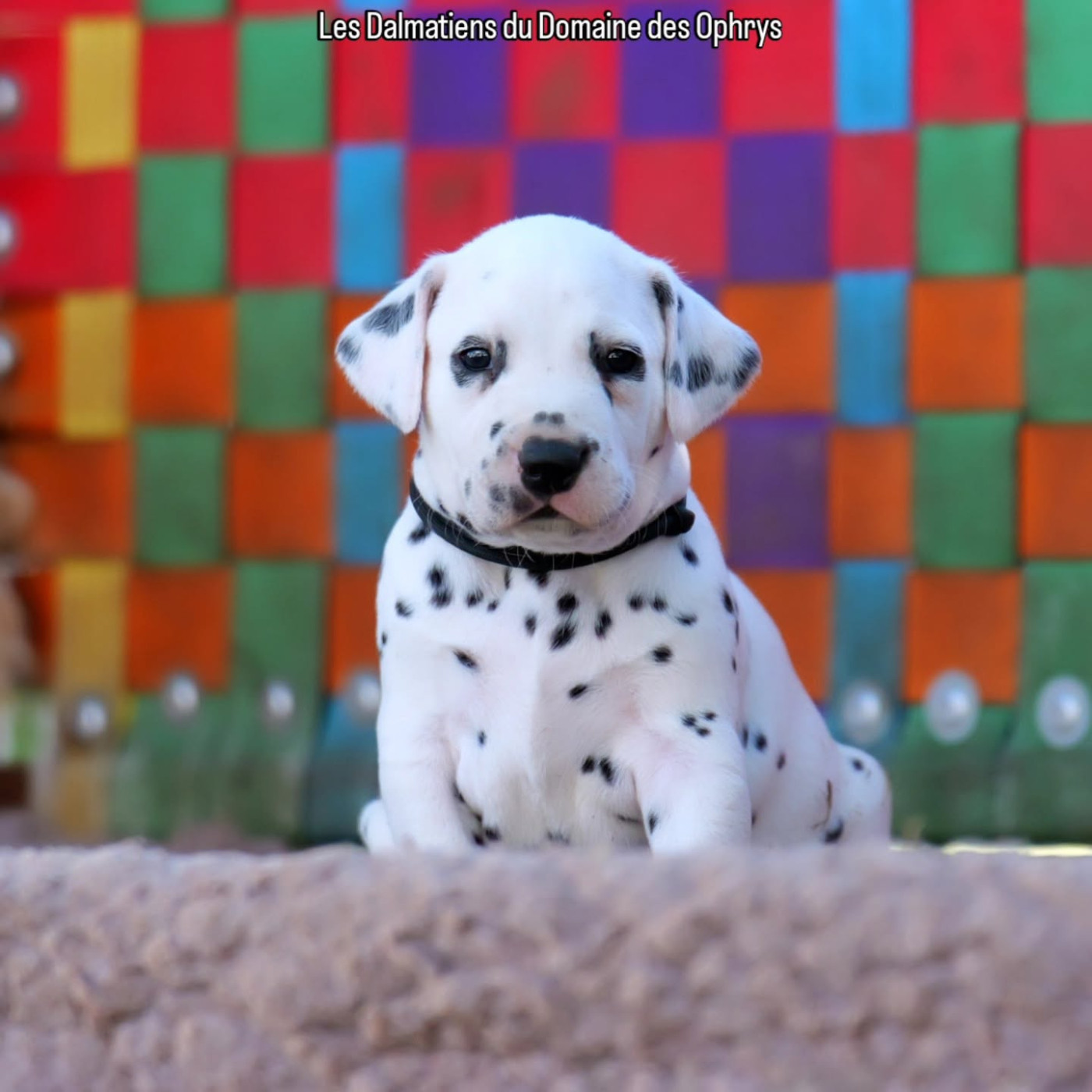 Du Domaine Des Ophrys - Chiots disponibles - Dalmatien