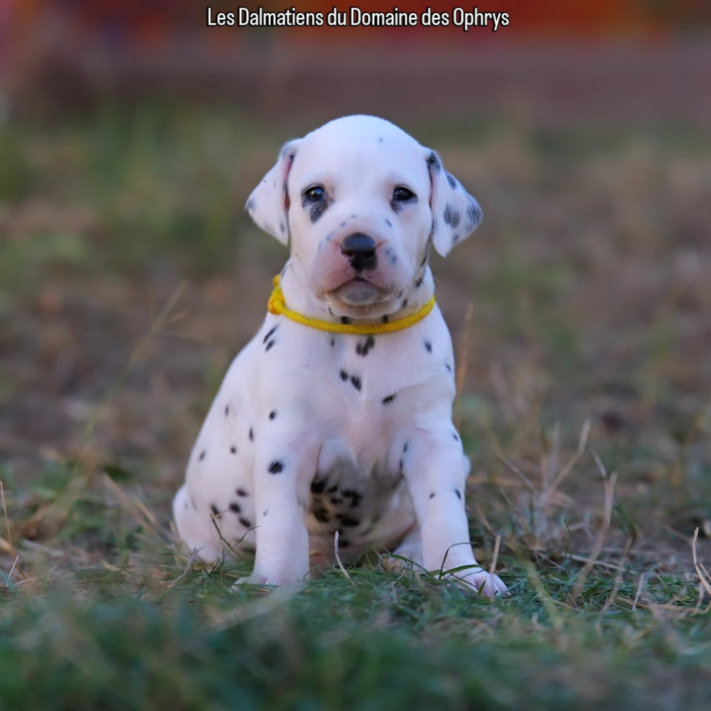 Du Domaine Des Ophrys - Chiots disponibles - Dalmatien