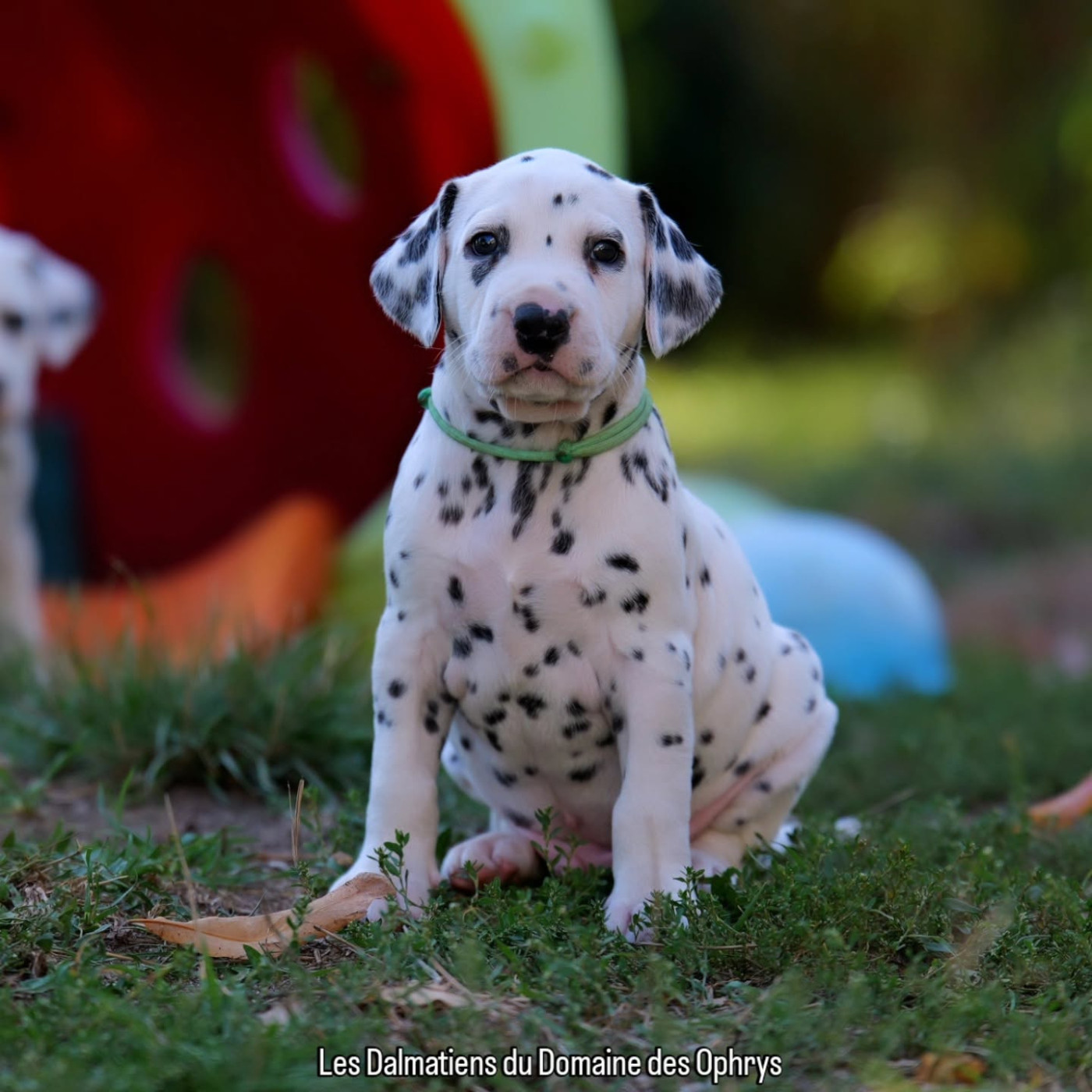 Du Domaine Des Ophrys - Chiots disponibles - Dalmatien