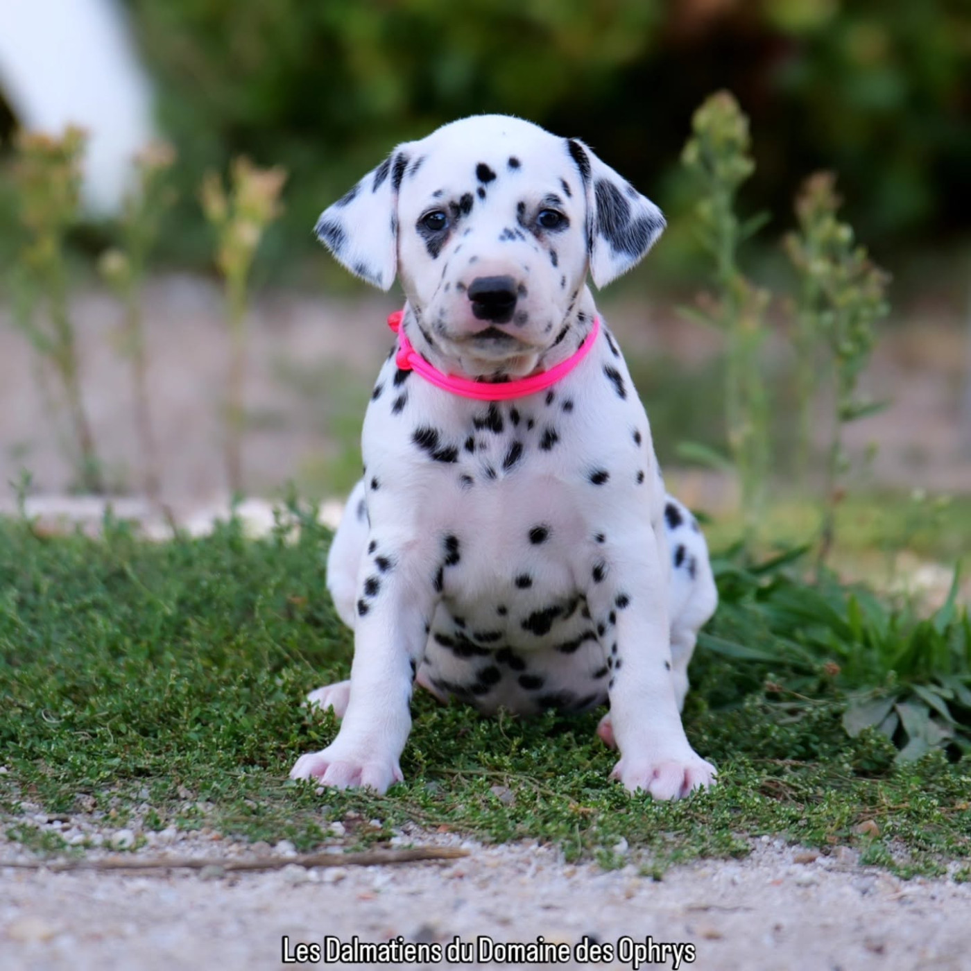 Du Domaine Des Ophrys - Chiots disponibles - Dalmatien