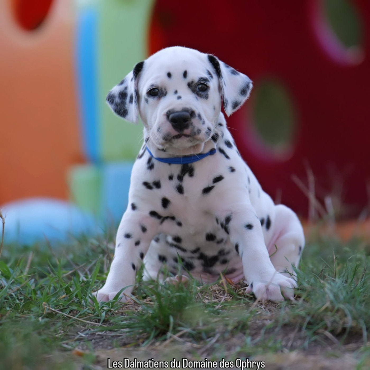 Du Domaine Des Ophrys - Chiots disponibles - Dalmatien