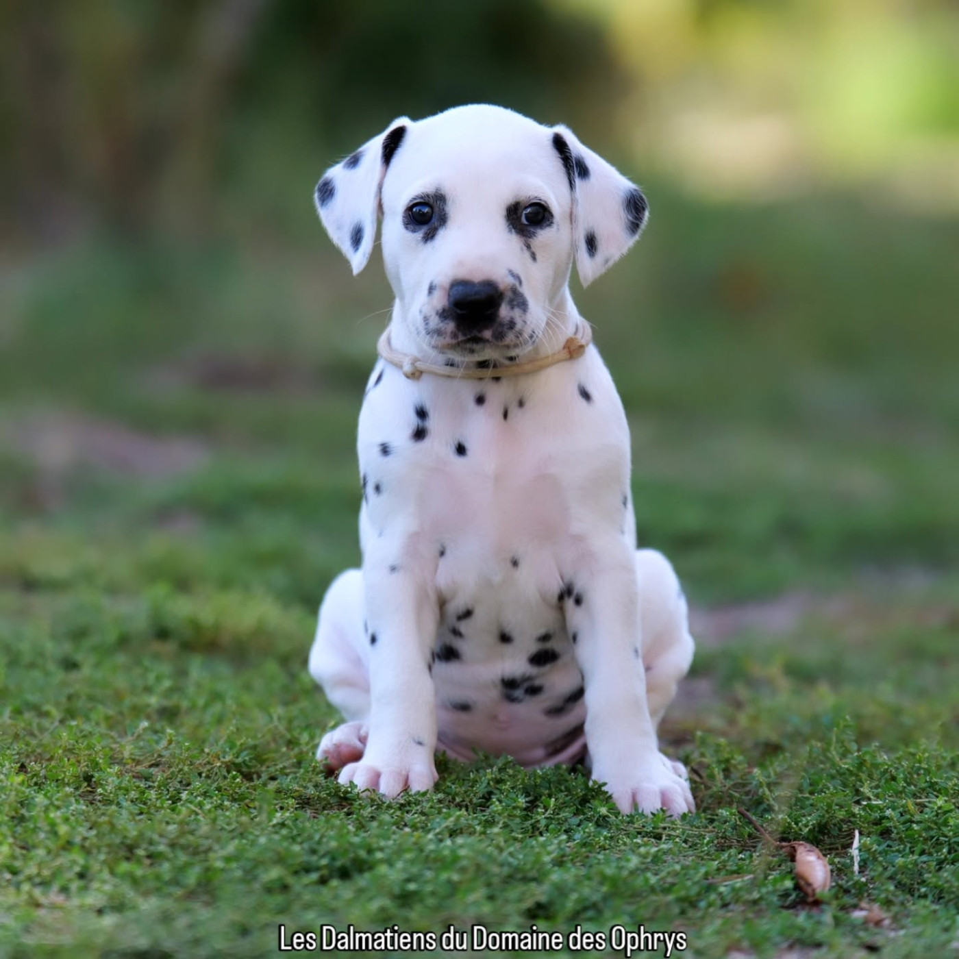 Du Domaine Des Ophrys - Chiots disponibles - Dalmatien