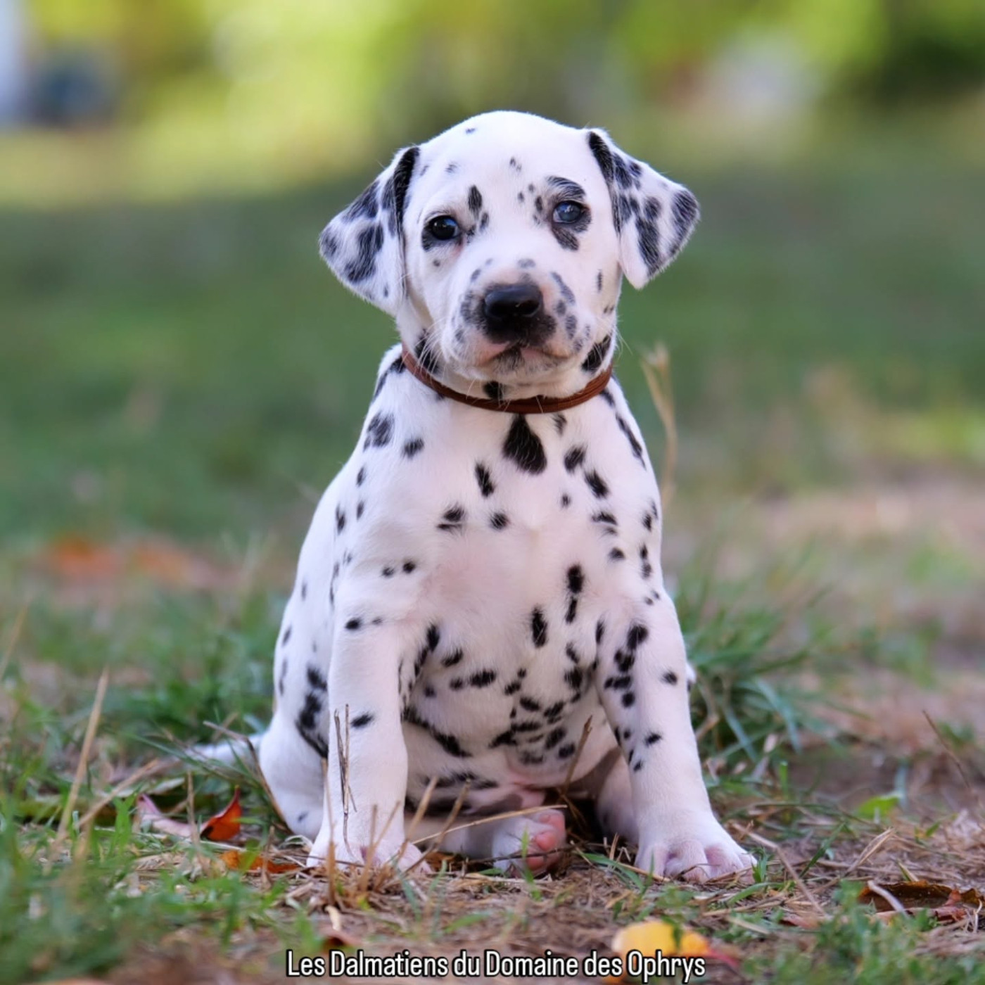 Du Domaine Des Ophrys - Chiots disponibles - Dalmatien
