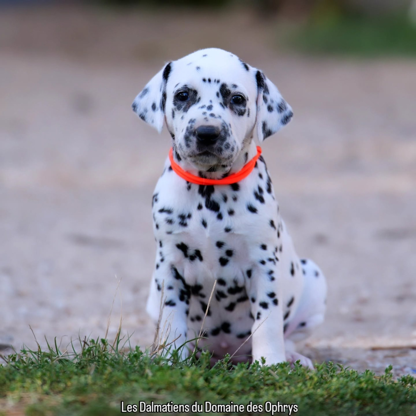 Du Domaine Des Ophrys - Chiots disponibles - Dalmatien