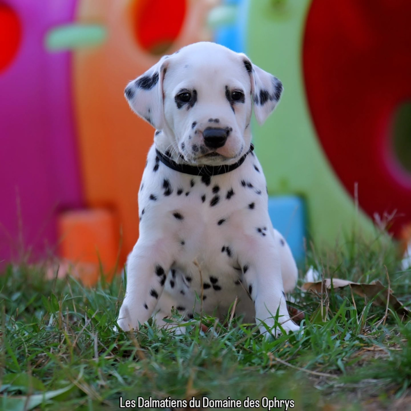 Du Domaine Des Ophrys - Chiots disponibles - Dalmatien