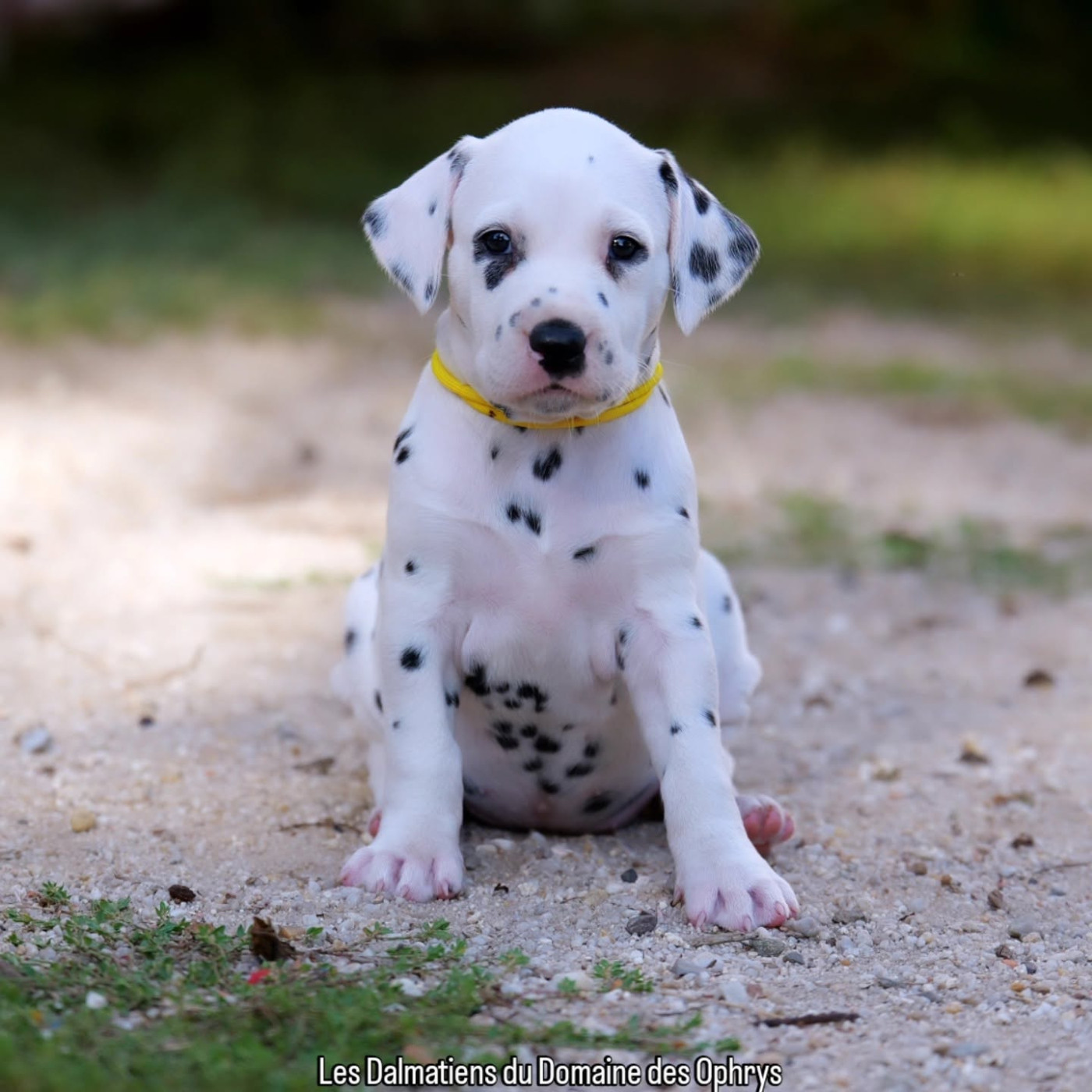 Du Domaine Des Ophrys - Chiots disponibles - Dalmatien