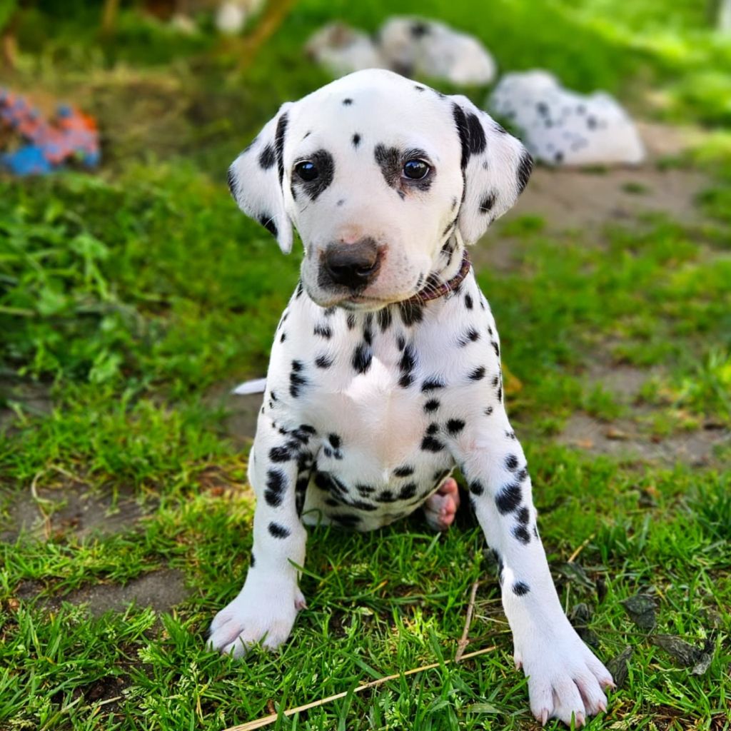 Du Domaine Des Ophrys - Chiots disponibles - Dalmatien