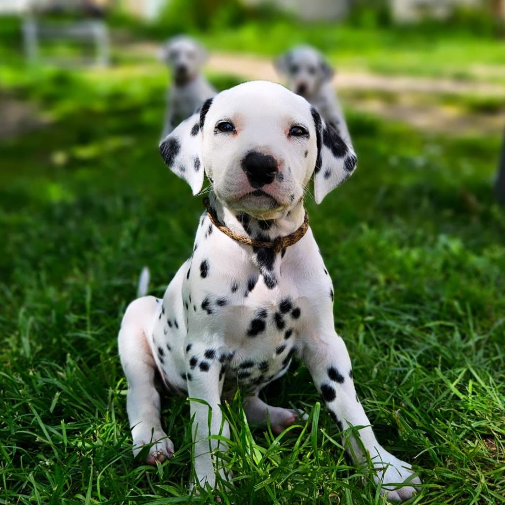 Du Domaine Des Ophrys - Chiots disponibles - Dalmatien