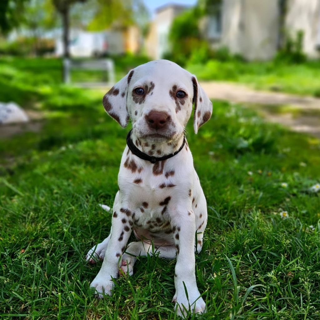 Du Domaine Des Ophrys - Chiots disponibles - Dalmatien
