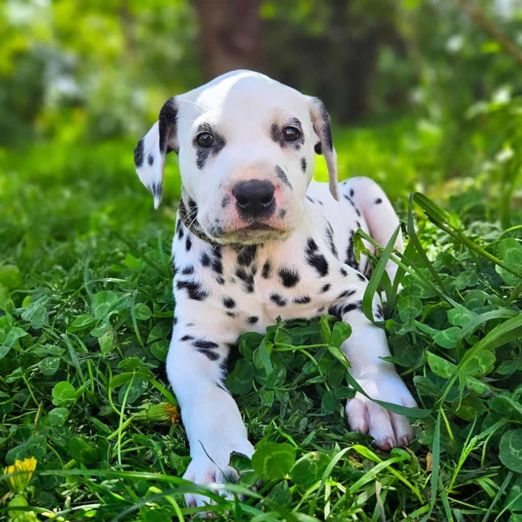 Du Domaine Des Ophrys - Chiots disponibles - Dalmatien