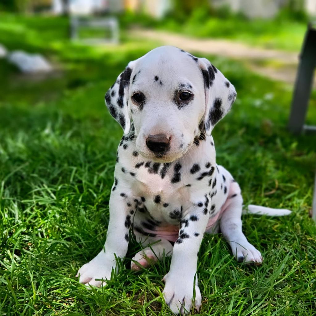 Du Domaine Des Ophrys - Chiots disponibles - Dalmatien