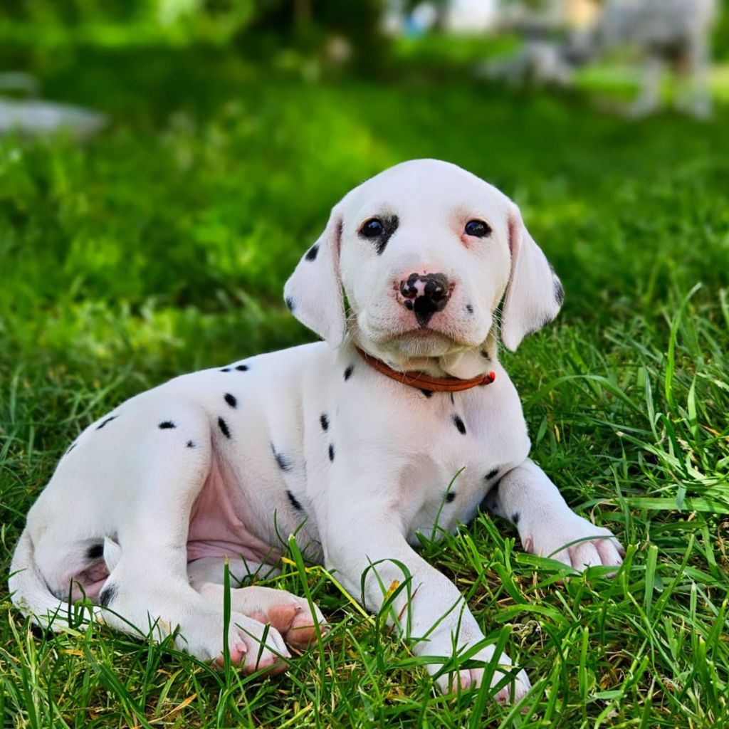 Du Domaine Des Ophrys - Chiots disponibles - Dalmatien