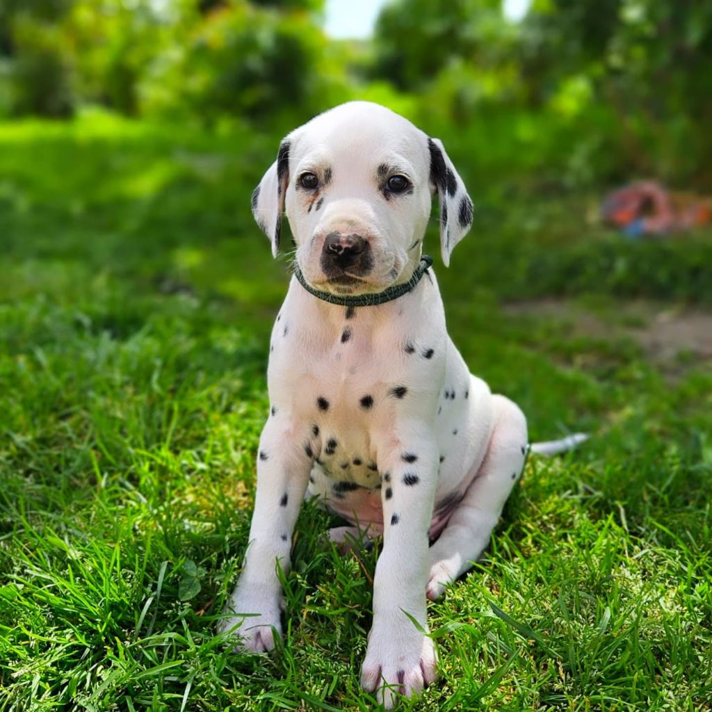 Du Domaine Des Ophrys - Chiots disponibles - Dalmatien