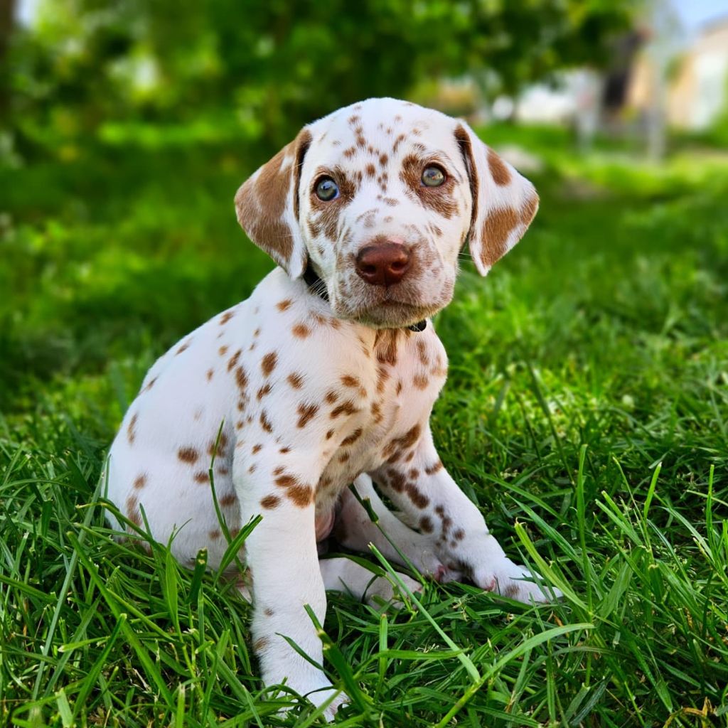 Du Domaine Des Ophrys - Chiots disponibles - Dalmatien