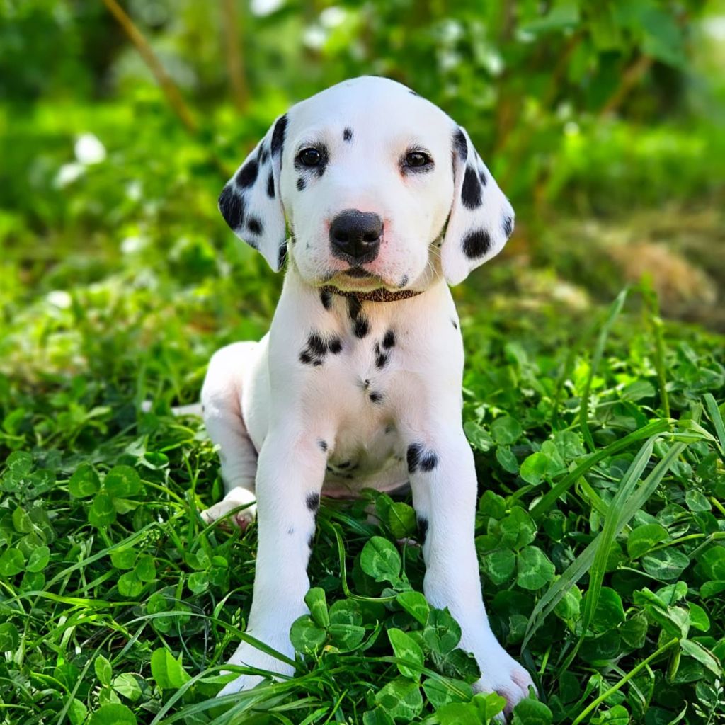 Du Domaine Des Ophrys - Chiots disponibles - Dalmatien