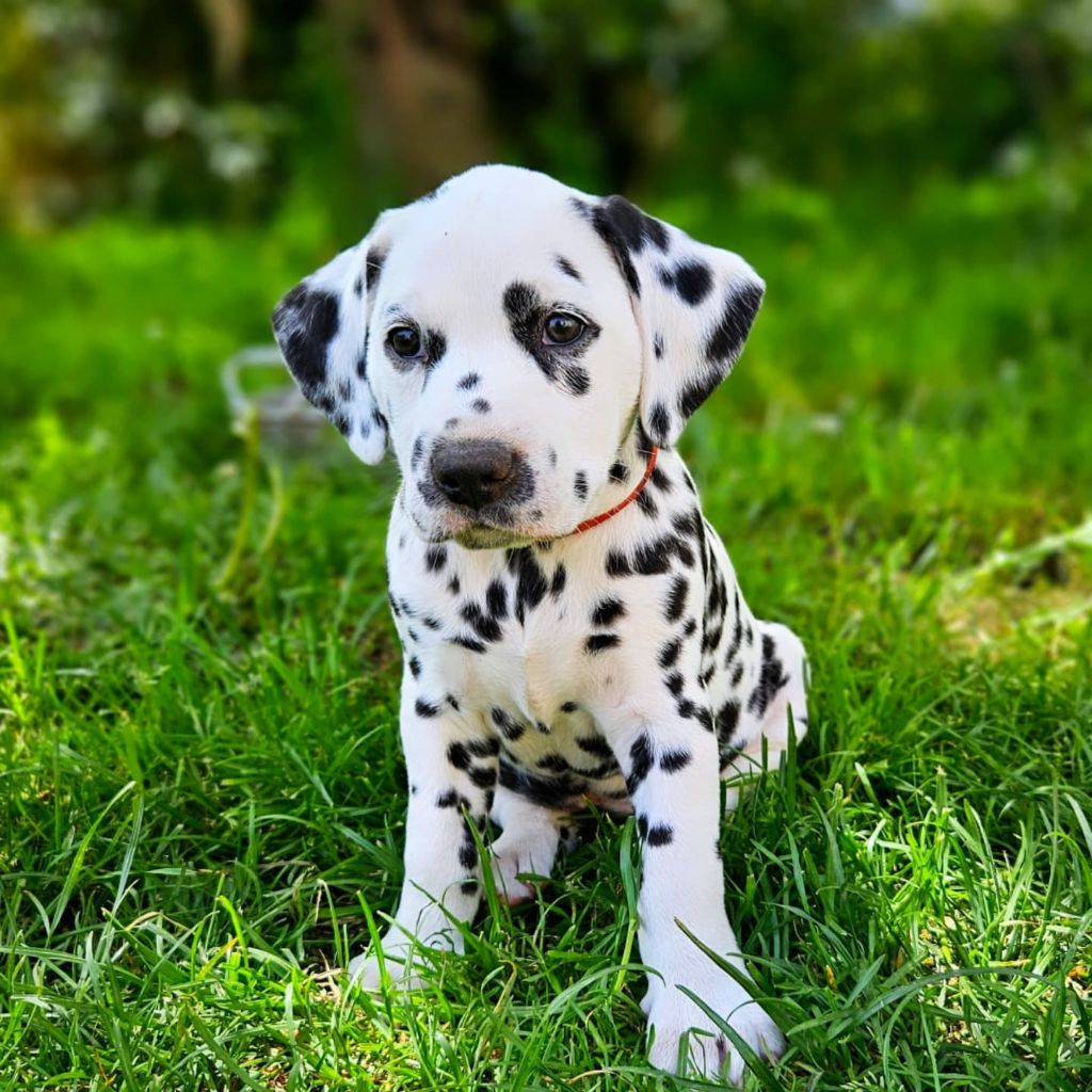 Du Domaine Des Ophrys - Chiots disponibles - Dalmatien